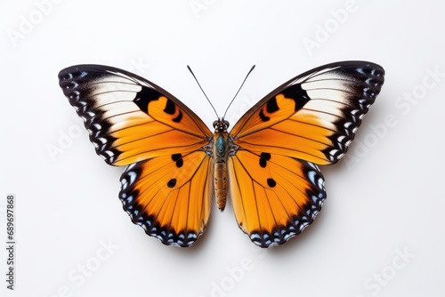 A butterfly with orange and black wings on a white background