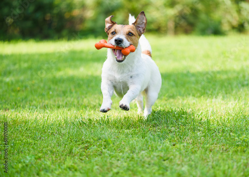 Happy dog holding rubber toy bone in mouth playing outdoors photo