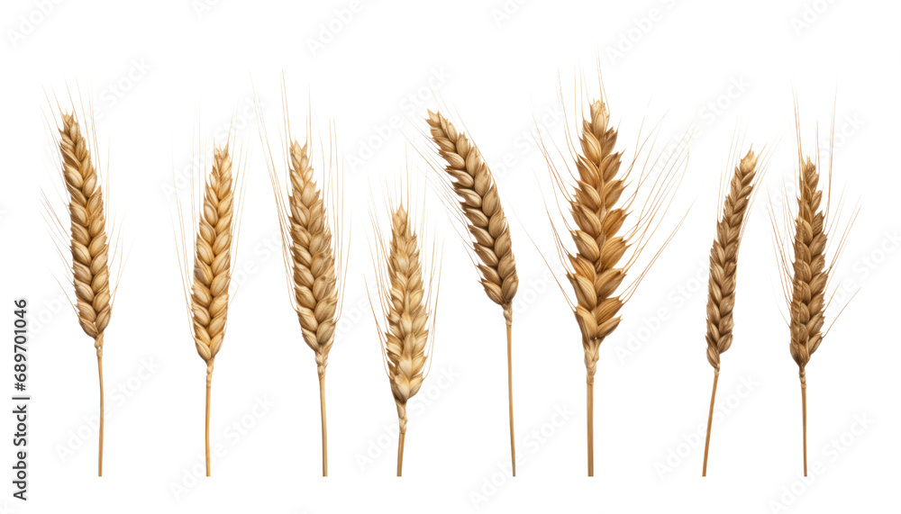ears of wheat isolated on transparent background cutout ears of wheat isolated on transparent background cutout