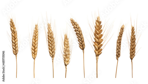 ears of wheat isolated on transparent background cutout