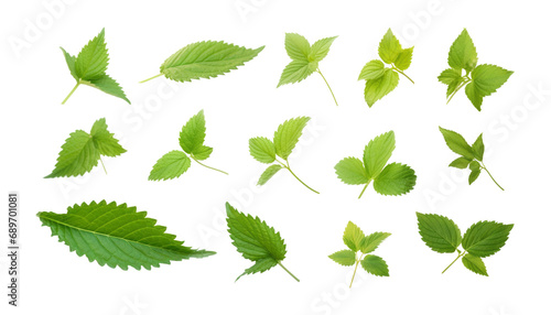 set of green leaves isolated on transparent background cutout