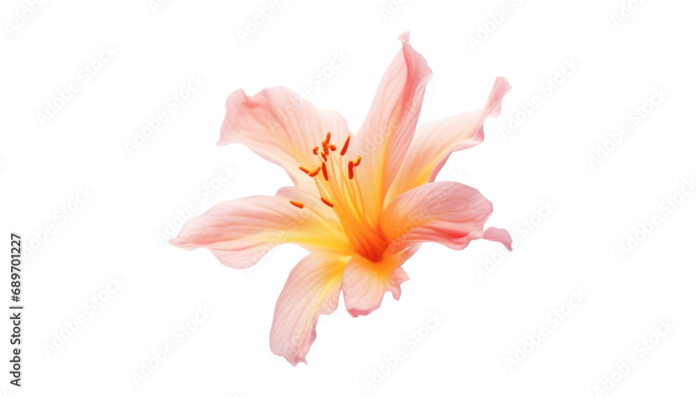 Naklejka premium lily isolated on transparent background cutout