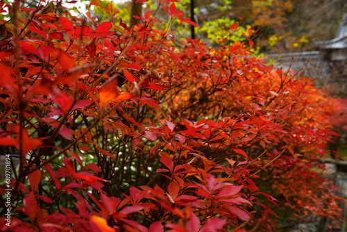 Hasedera Temple and Beautiful Autumn Japanese Garden in Nara  Japan -                                                           