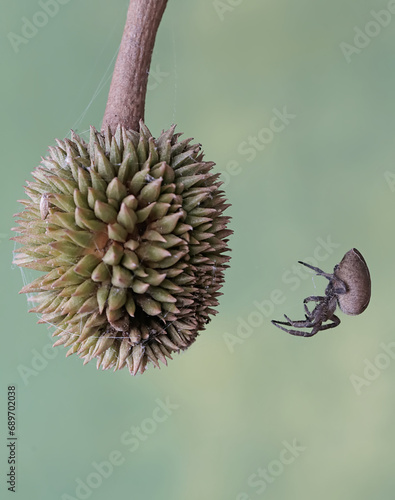 A spider of the species Araneus ventricosus is hunting for prey in a durian fruit.
 photo