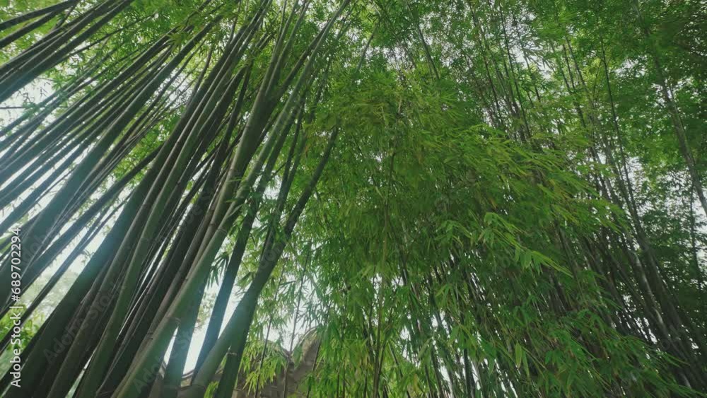China Leshan Sansu Temple Garden Bamboo Forest China Leshan Sansu Temple Garden Bamboo Forest