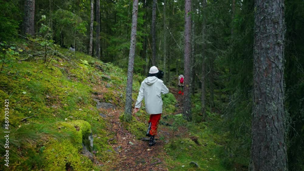 Group Hiking And Backpacking In Beautiful Pine Forest, People Walking Between High Trees, Back View Group Hiking And Backpacking In Beautiful Pine Forest, People Walking Between High Trees, Back View