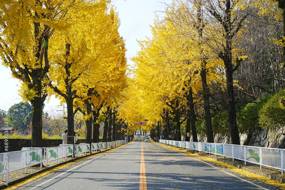 Yellow and Green Gingko Tree during autumn, Leaf Peeping, Autumn in Nara, Japan - 日本 奈良 天理 銀杏並木の紅葉 秋の景色