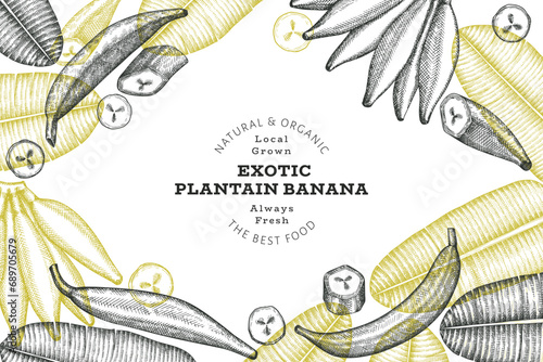 Hand drawn broad beans design template. Organic fresh food vector illustration on chalk board. Retro pods illustration. Botanical style cereal background.