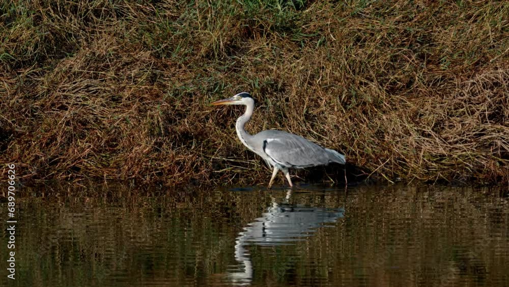 Grey Heron (Ardea cinerea) catching a fish Grey Heron (Ardea cinerea) catching a fish