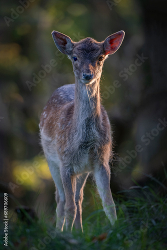 Young Fallow deer (Dama dama) in a dark forest. Amsterdamse Waterleidingduinen in the Netherlands. National Animal of Antigua and Barbuda. Bokeh background. 