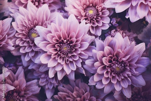 Purple chrysanthemum flowers bouquet on purple background. Beautiful flowers composition. Spring, Easter concept. Greeting card for woman or mothers day. Floral card or banner template © ratatosk