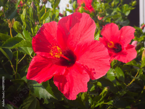 Two red hibiscus flowers with green leaves as background. © abehtc