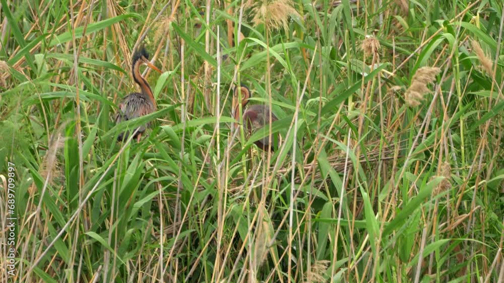 Purple heron (Ardea purpurea) couple building a nest Purple heron (Ardea purpurea) couple building a nest