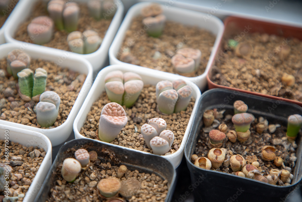 Lithops is a genus of succulent plants native to Africa, mainly in Namibia and South Africa; Class: Magnoliopsida Order: Caryophyllales Family: Aizoaceae Genus: Lithops Lithops is a genus of succulent plants native to Africa, mainly in Namibia and South Africa; Class: Magnoliopsida Order: Caryophyllales Family: Aizoaceae Genus: Lithops
