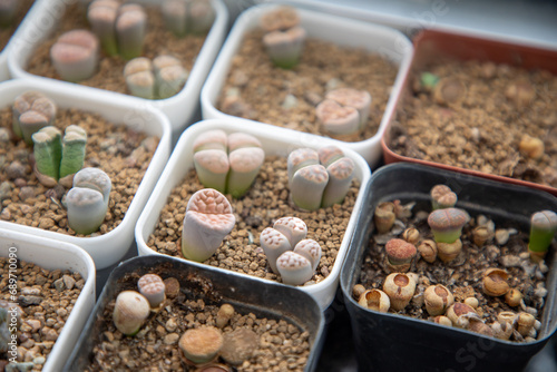 Lithops is a genus of succulent plants native to Africa, mainly in Namibia and South Africa; Class: Magnoliopsida Order: Caryophyllales Family: Aizoaceae Genus: Lithops photo