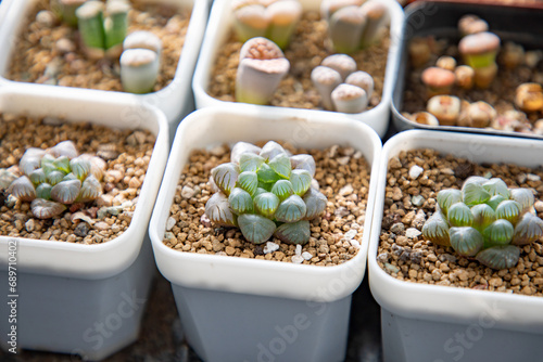 Lithops is a genus of succulent plants native to Africa, mainly in Namibia and South Africa; Class: Magnoliopsida Order: Caryophyllales Family: Aizoaceae Genus: Lithops photo