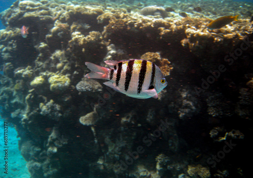  Sergaent Major fish   ABUDEFDUE SAXATILIST   photographed while snorkeling in the red sea.