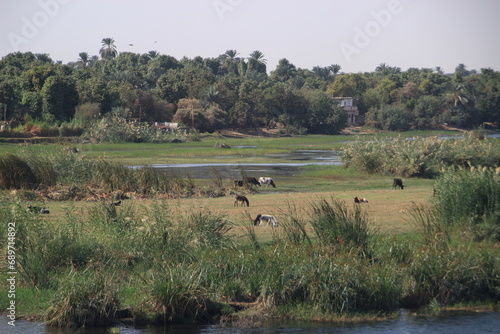 Elevage et agriculture au bord du Nil , Egypte