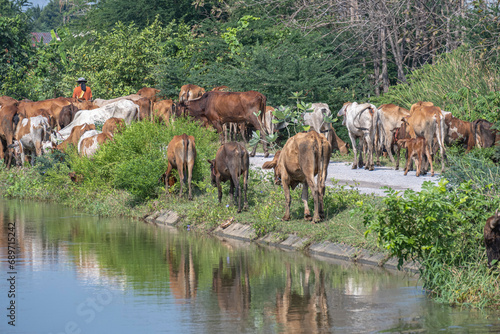 cows drink water and graze along irrigation canals.