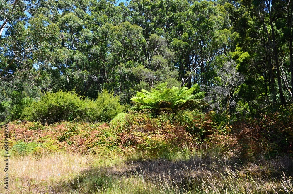 A nature park in South Australia with eucalyptus trees and bushes A nature park in South Australia with eucalyptus trees and bushes