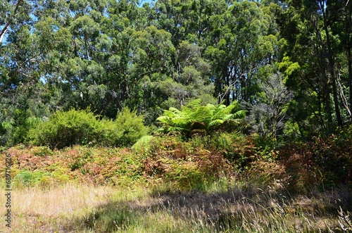 A nature park in South Australia with eucalyptus trees and bushes