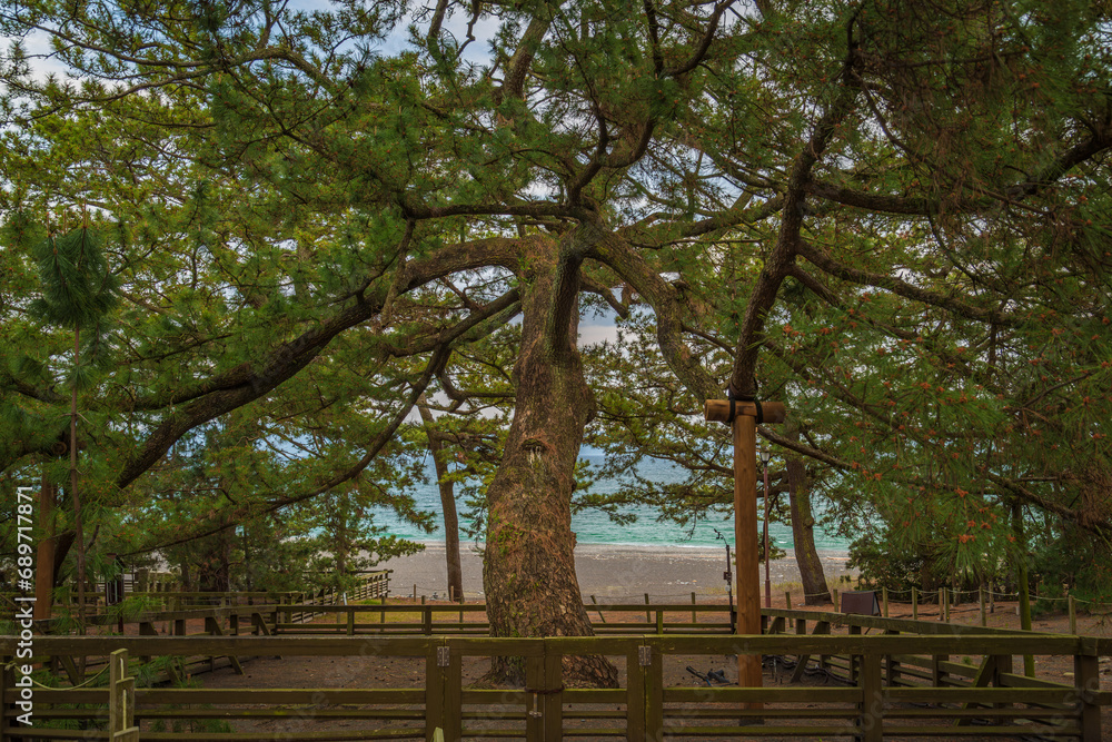 Old Pine Tree of Legends in Shizuoka, Japan