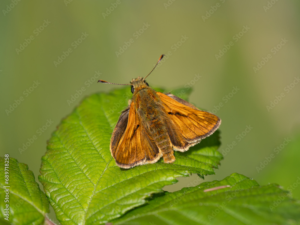 Obraz premium Large Skipper Butterfly. Wings Open.