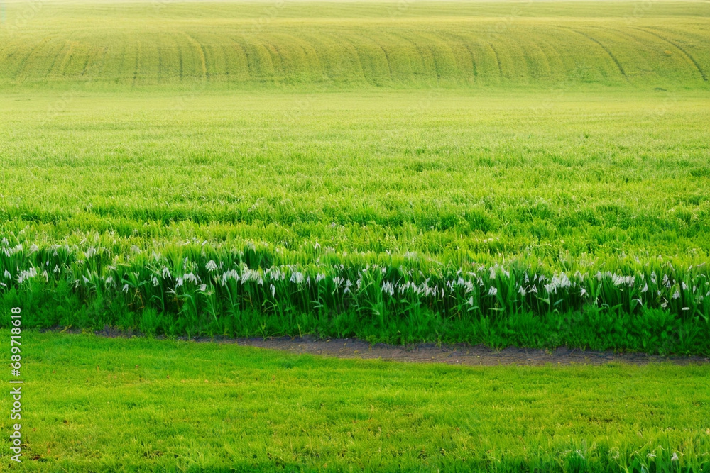 green rice field