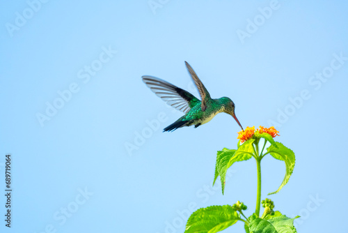 A Blue-chinned Sapphire hummingbird, Chlorestes Notata, pollinating orange flowers isolated in the blue sky photo