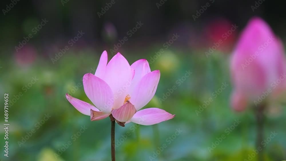 pink water lotus flower swing on the mind wind on blur background pink water lotus flower swing on the mind wind on blur background