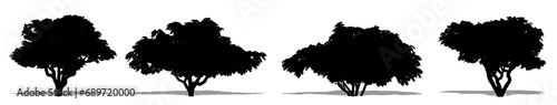 Set or collection of Japanese Chesewood trees as a black silhouette on white background. Concept or conceptual vector for nature, planet, ecology and conservation, strength, endurance and beauty