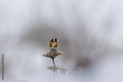 European goldfinch on a frozen flower