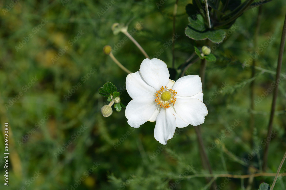 Japanese anemone Honorine Jobert flower Japanese anemone Honorine Jobert flower
