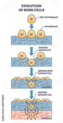 Evolution of bone cells with osteogenesis process explanation outline diagram. Labeled educational ossification anatomy with osteoblast stages vector illustration. Mature osteocytes development.