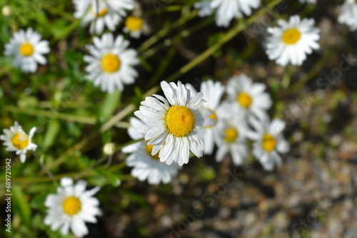 Ox-eye daisy flowers photo