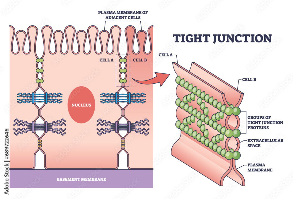 Tight junction as intercellular barrier between epithelial cells outline diagram. Labeled educational scheme with microbiological protein location to separate bowel tissue spaces vector illustration. - obrazy, fototapety, plakaty 