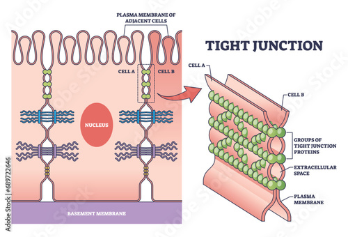 Tight junction as intercellular barrier between epithelial cells outline diagram. Labeled educational scheme with microbiological protein location to separate bowel tissue spaces vector illustration. photo