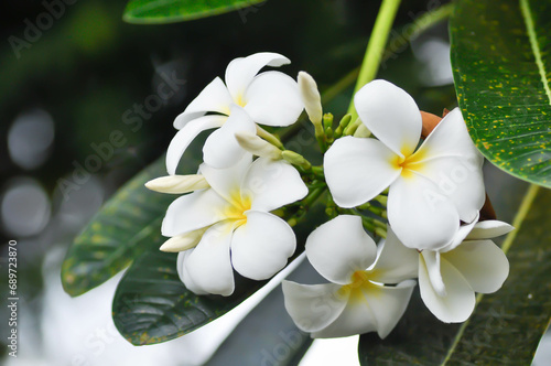 frangipani, frangipani flower or pagoda tree and white flowers