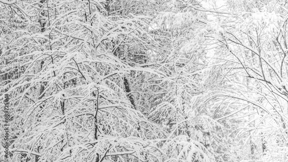 Fototapeta premium Bare trees covered by white fluffy snow in frosty winter day. Natural winter background.