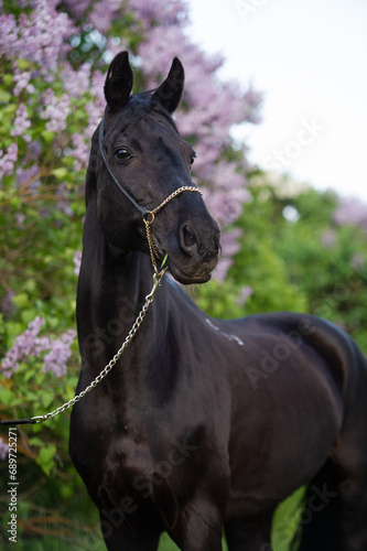 portrait of beautiful black stallion posing nearly blossom lilac bush. cloudy evening