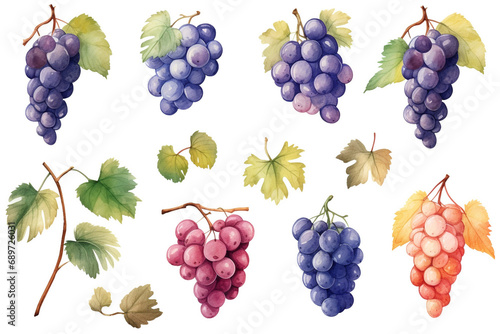 Watercolor painting Grapes symbols on a white background. 