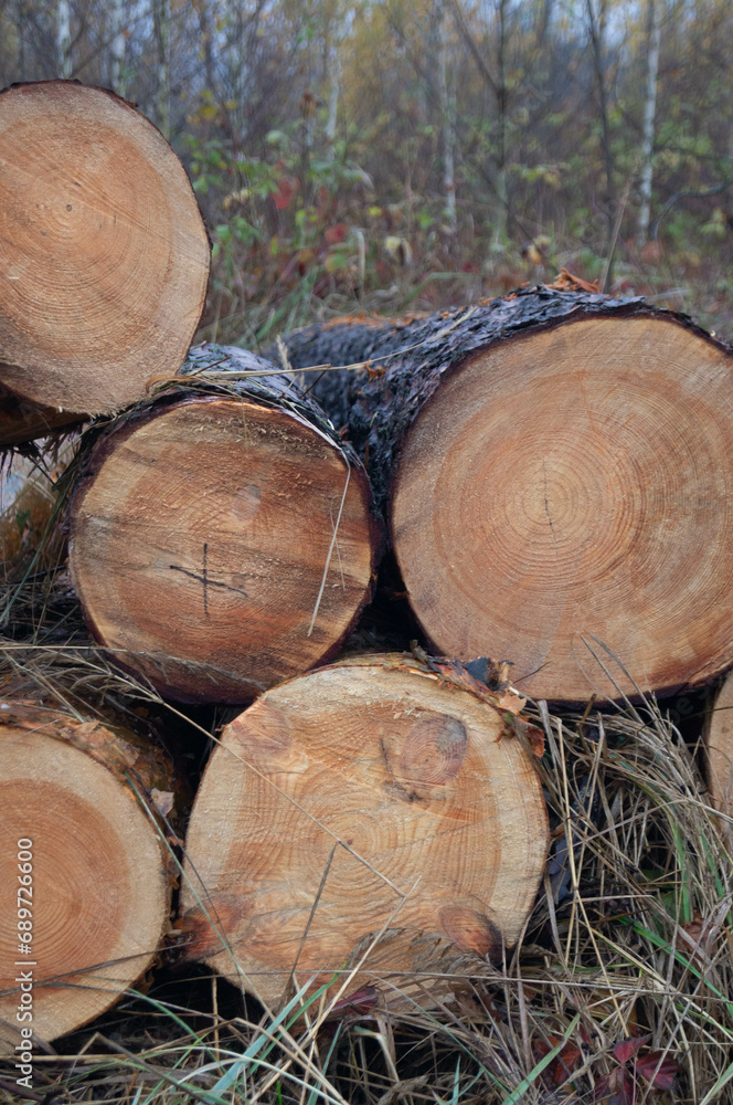 Autumnal serenity in forestry; freshly cut wooden logs with growth rings on a colorful floor, depicting timber harvest and the intersection of ecology and industry. Autumnal serenity in forestry; freshly cut wooden logs with growth rings on a colorful floor, depicting timber harvest and the intersection of ecology and industry.