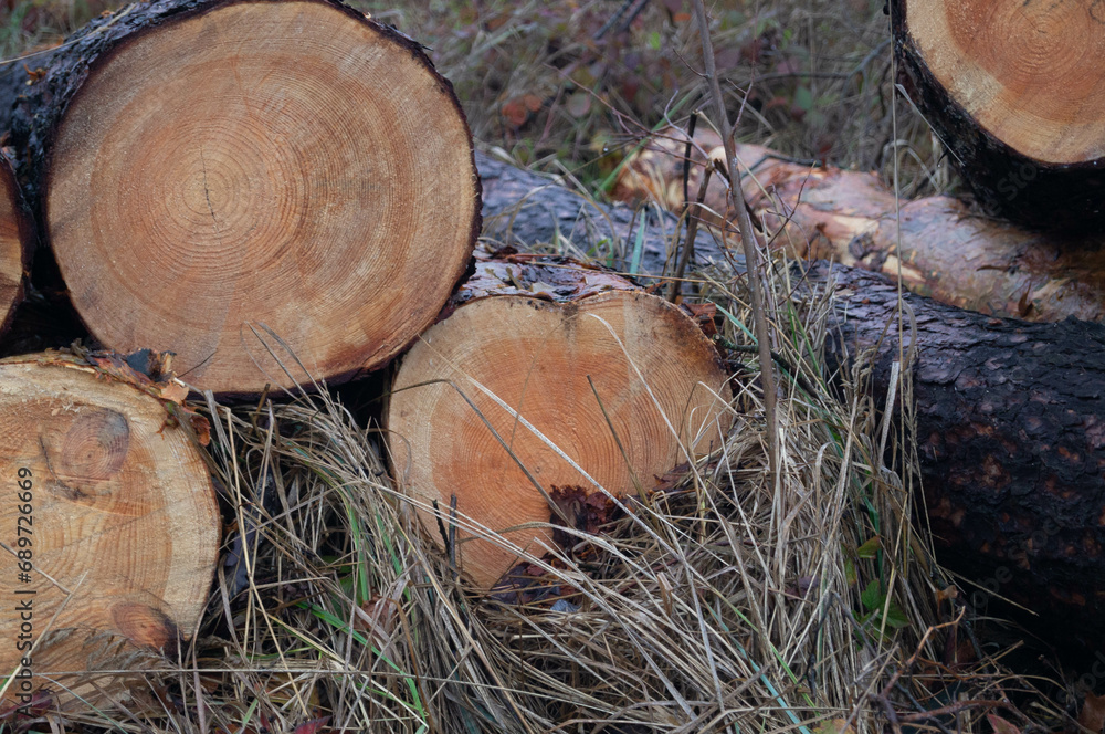 Close-up of freshly sawn tree logs with detailed wood textures against a forest backdrop; autumn forestry scene with a pile of cut logs ready for transport. Close-up of freshly sawn tree logs with detailed wood textures against a forest backdrop; autumn forestry scene with a pile of cut logs ready for transport.