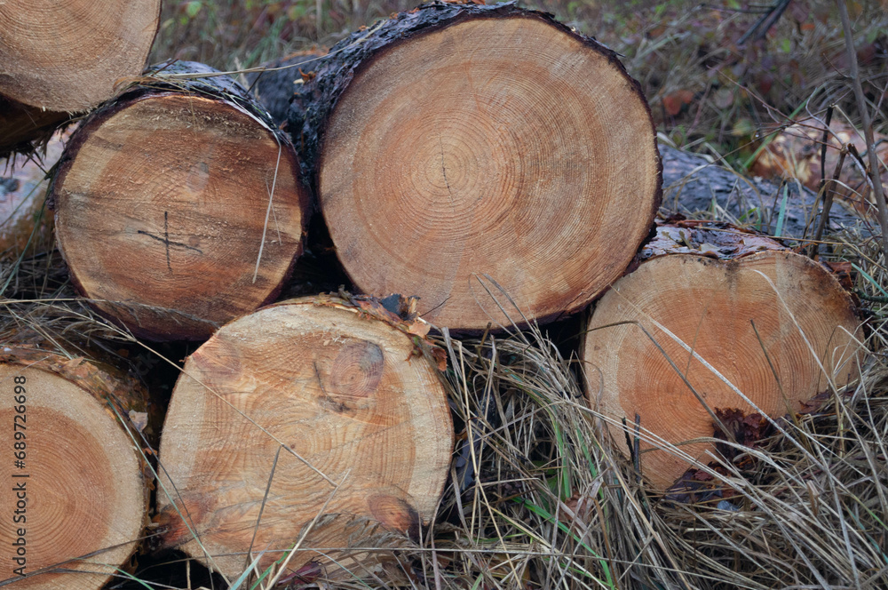 Detailed texture of sawn wood logs in a forest, essence of timber harvesting; freshly chopped logs pile reveals beauty of wood's age rings and rustic woodpile cut timber. Detailed texture of sawn wood logs in a forest, essence of timber harvesting; freshly chopped logs pile reveals beauty of wood's age rings and rustic woodpile cut timber.