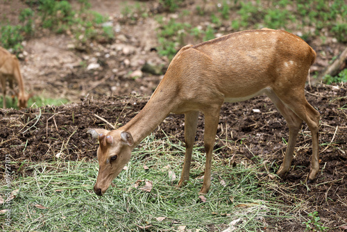 The female deer in garden at thailand