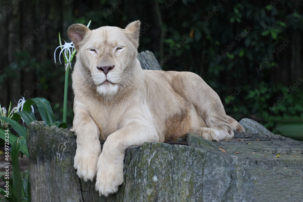 The female fat lion is rest under tree in garden The female fat lion is rest under tree in garden