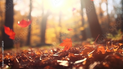 View of autumn maple leaves decorating the road and forest. beautiful natural bokeh background  colorful leaves wide panorama.