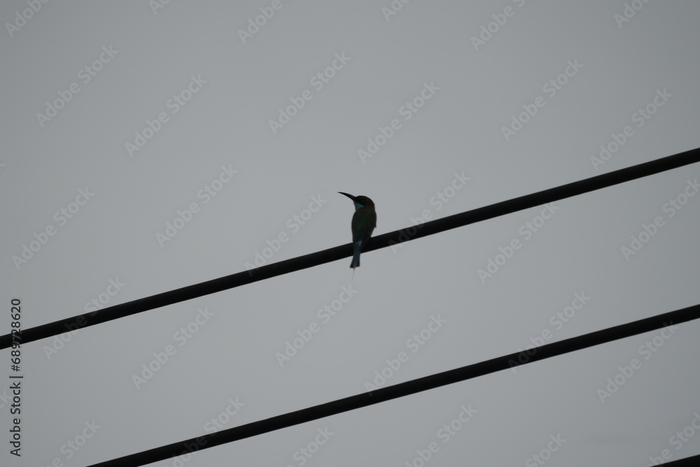 bird on a wire