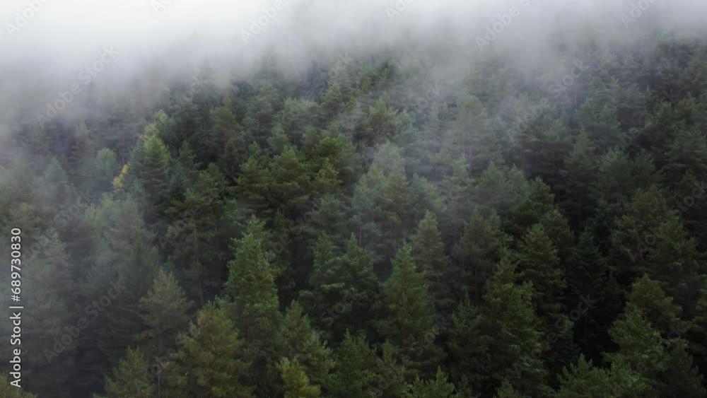 flying over the forest in the mountains with floating fog flying over the forest in the mountains with floating fog
