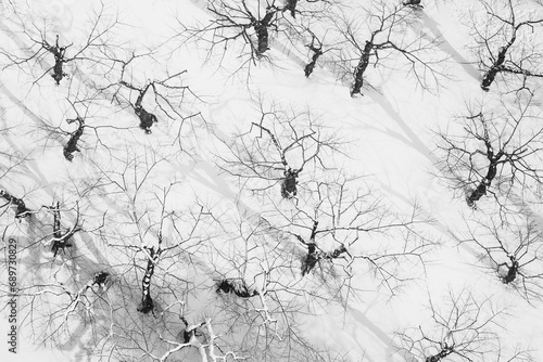 Black and white photography abstract top view of tree in winter snow